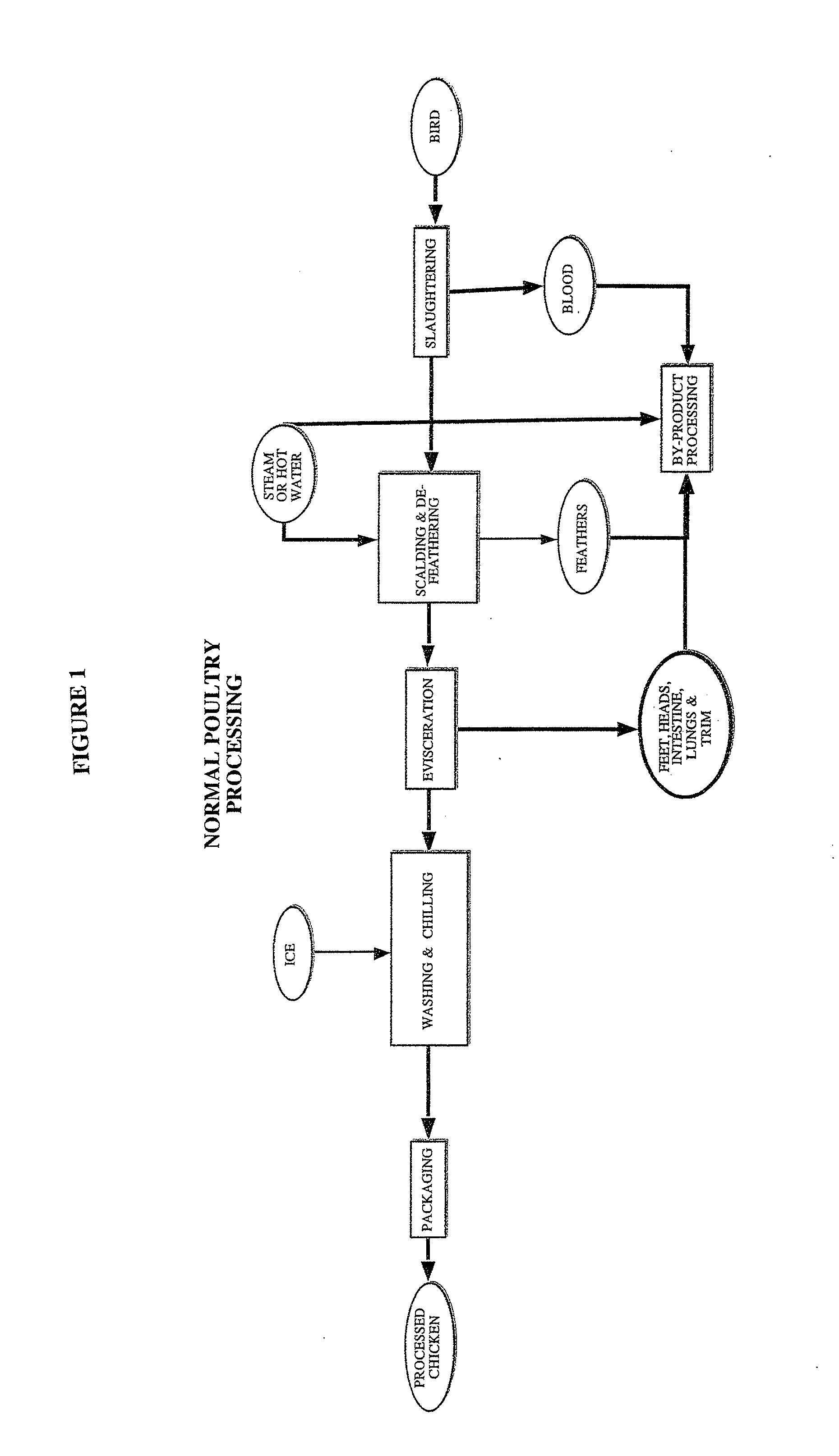 Methods of processing raw foods and related food products