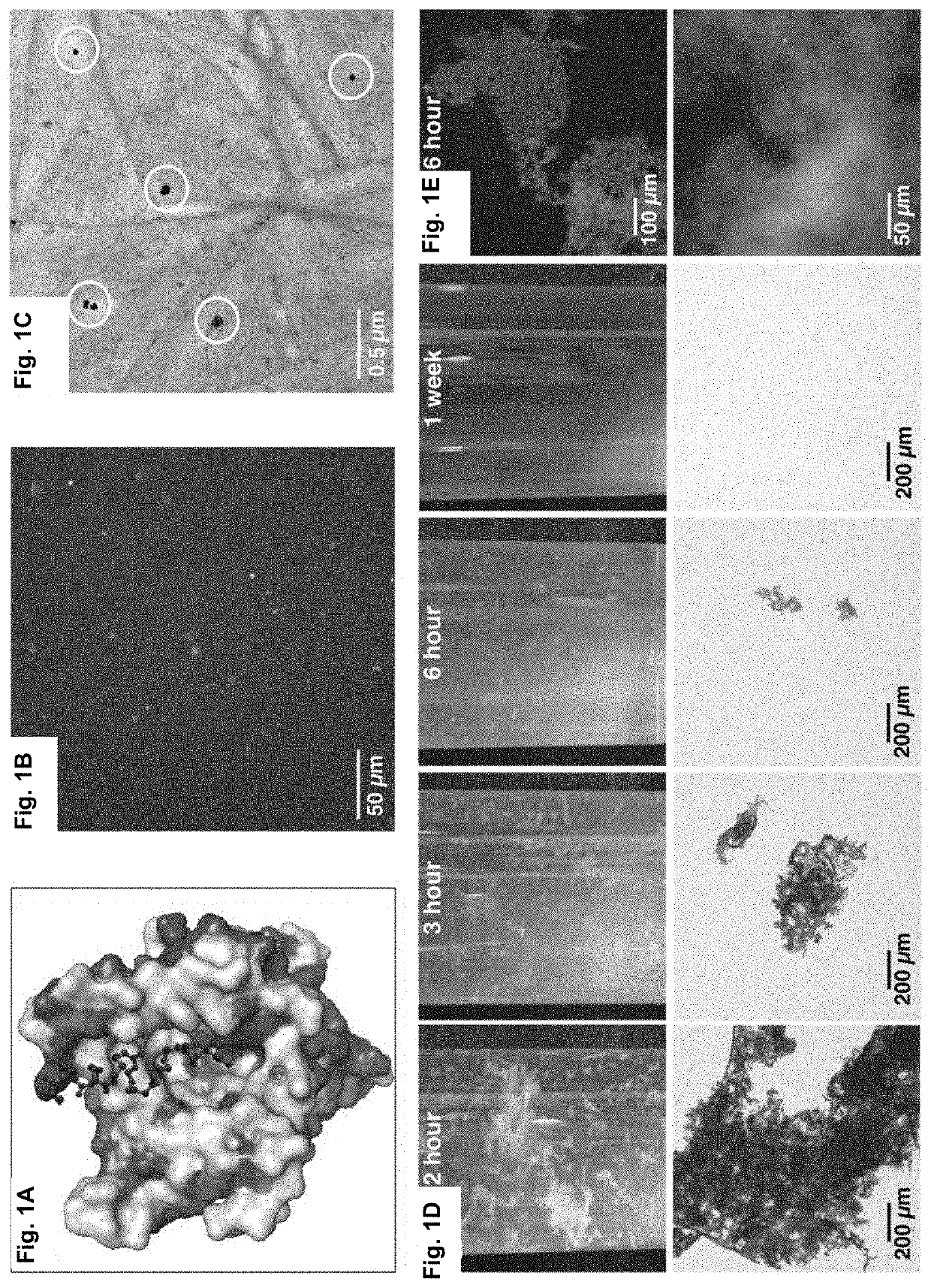 Bioactive Plastics with Programmable Degradation and Microplastic Elimination