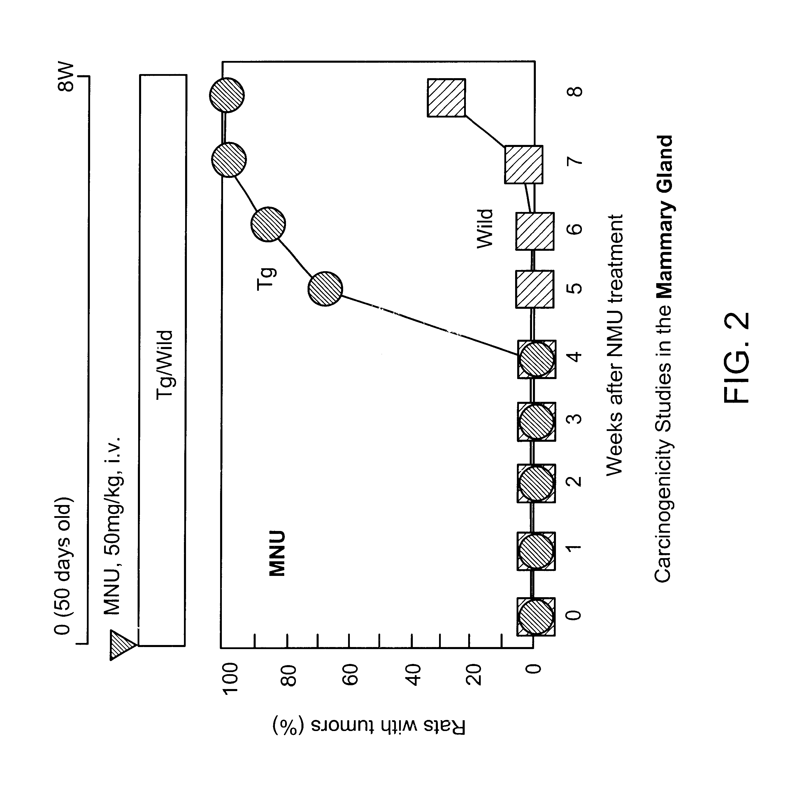 Transgenic rat with human normal type c-Ha-ras gene