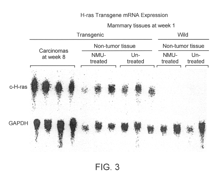 Transgenic rat with human normal type c-Ha-ras gene