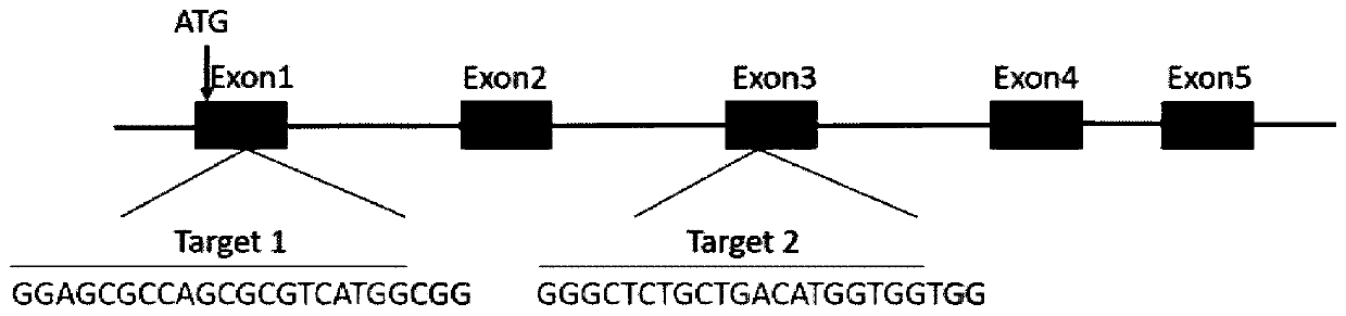 CRISPR/Cas9 system for knocking out dmrt1 gene at double gRNA sites in yellow catfish and application