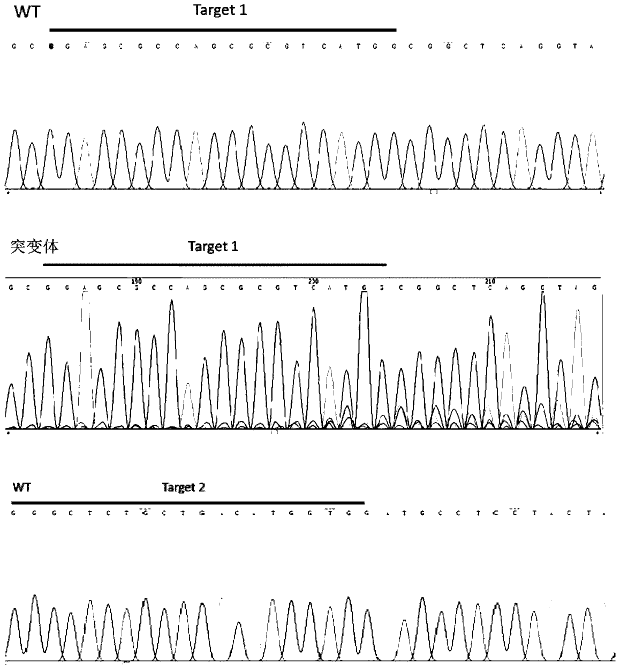 CRISPR/Cas9 system for knocking out dmrt1 gene at double gRNA sites in yellow catfish and application