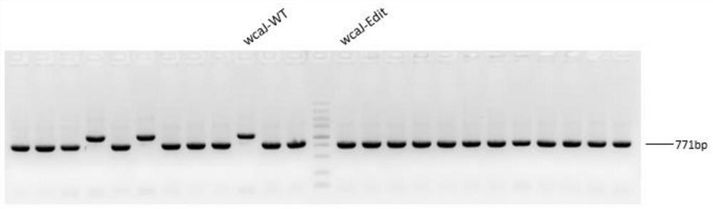 Recombinant escherichia coli for synthesizing 3-fucosyllactose and construction method thereof