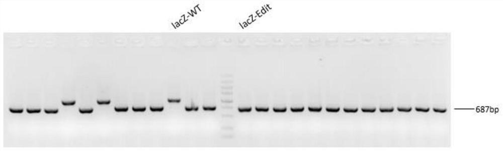 Recombinant escherichia coli for synthesizing 3-fucosyllactose and construction method thereof