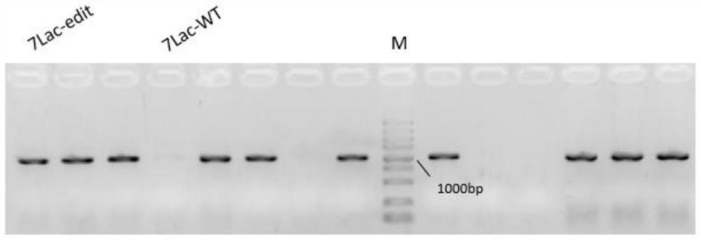 Recombinant escherichia coli for synthesizing 3-fucosyllactose and construction method thereof