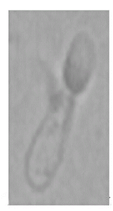 Method for simultaneously detecting completeness of sperm nucleus protein and membrane