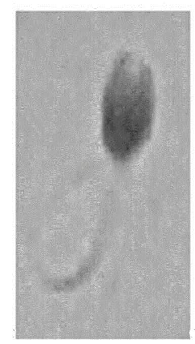 Method for simultaneously detecting completeness of sperm nucleus protein and membrane