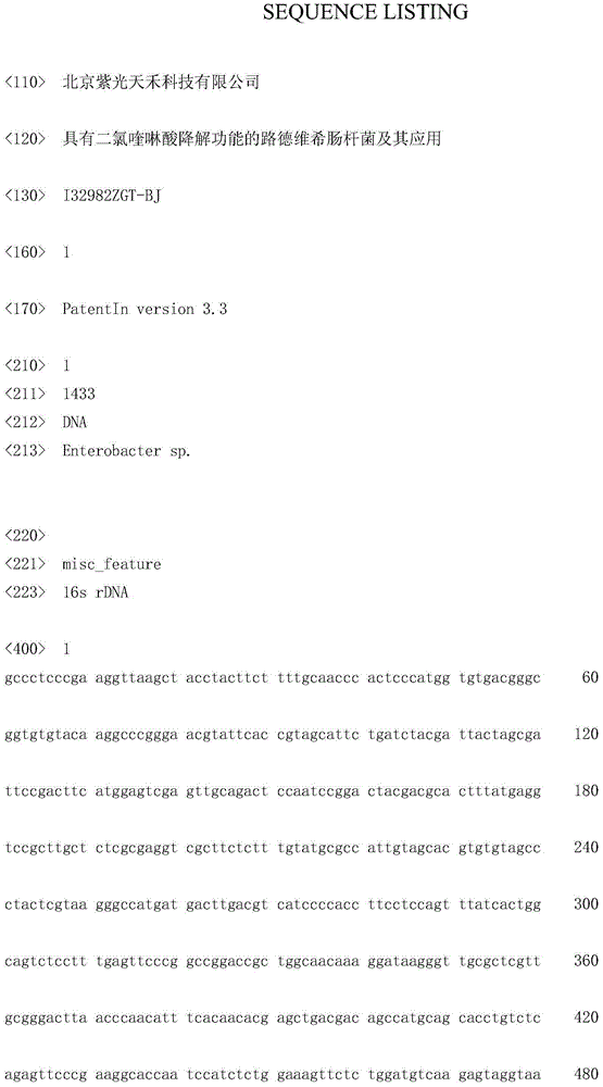 Enterobacter ludwigii with quinclorac degradation function and application thereof