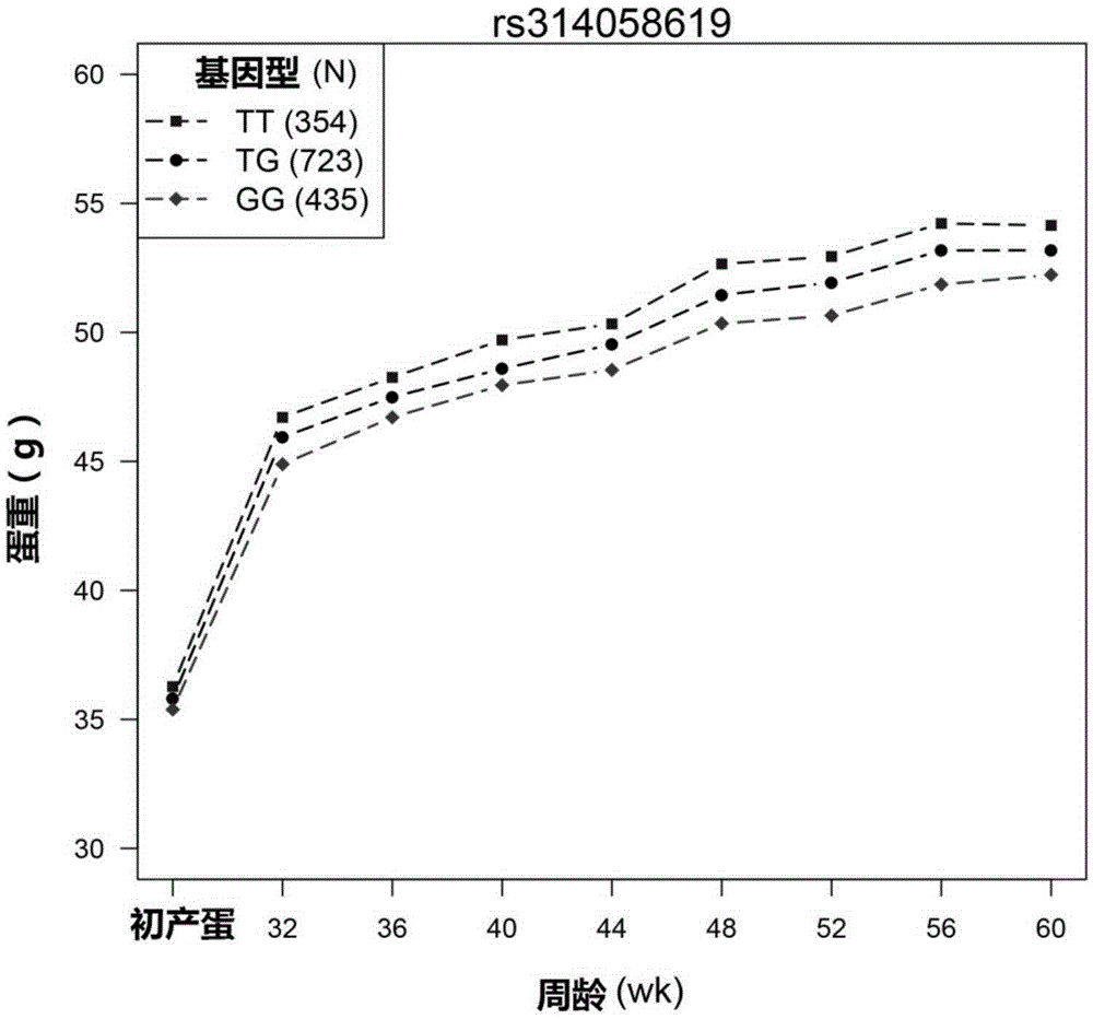 SNP molecular marker related to egg weight and application of SNP molecular marker