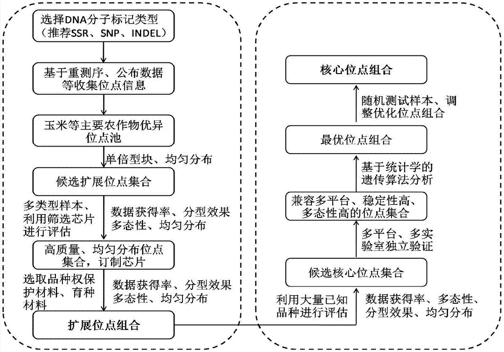 Detection method suitable for molecular identification and authentic right identification of crop variety