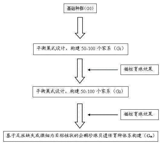 Breeding method for excellent pteria penguin