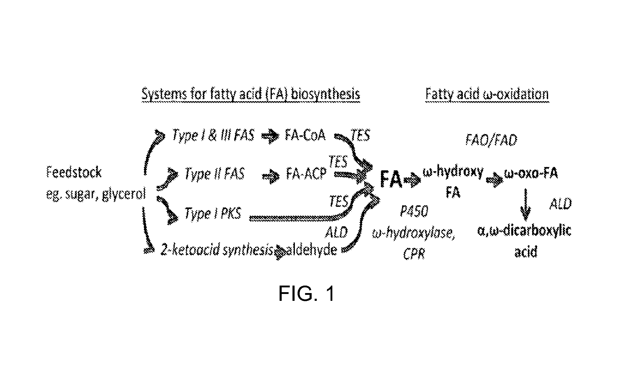 Host Cells and Methods for Producing Diacid Compounds