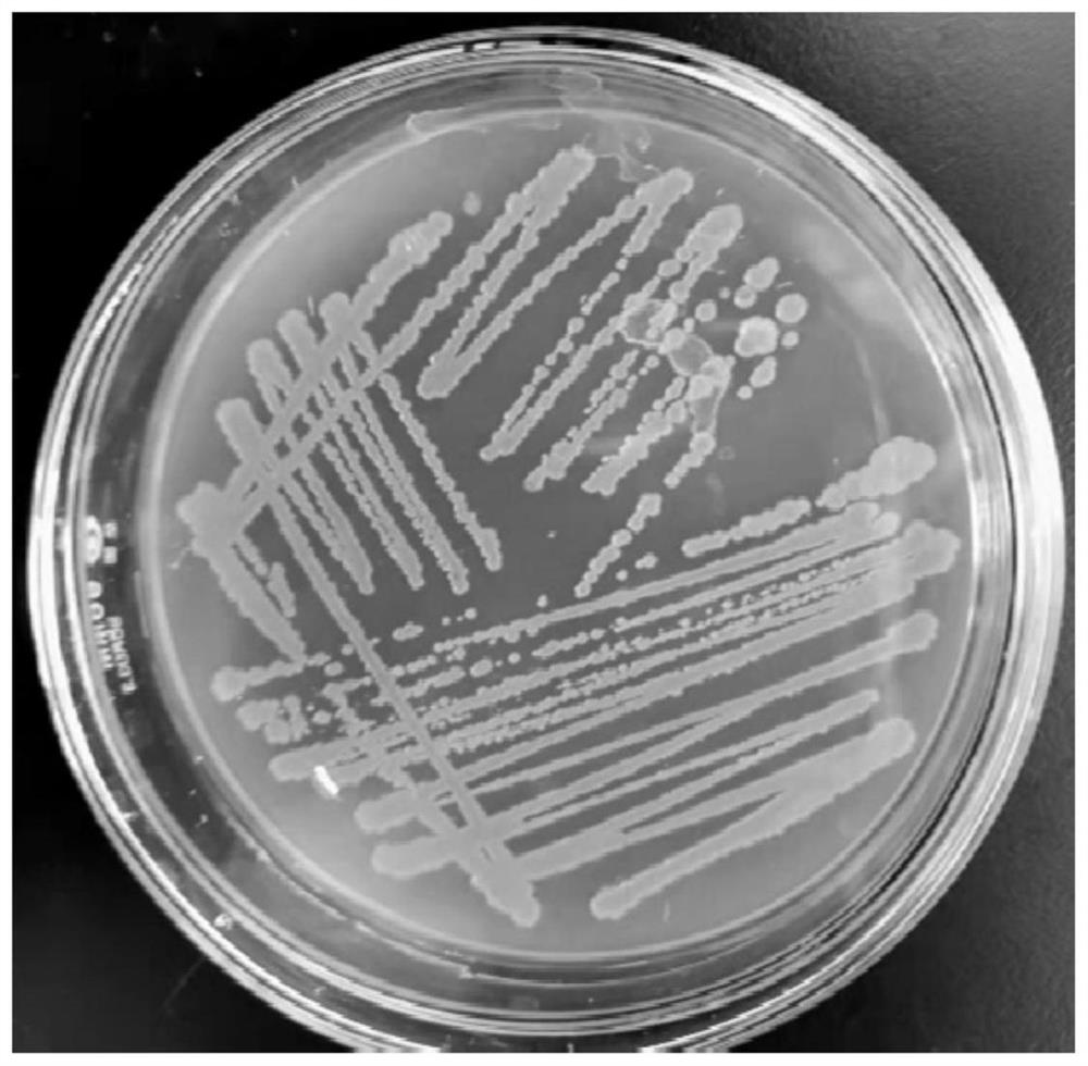 Microbacterium and microbial reduction method thereof for repairing chromium-polluted soil