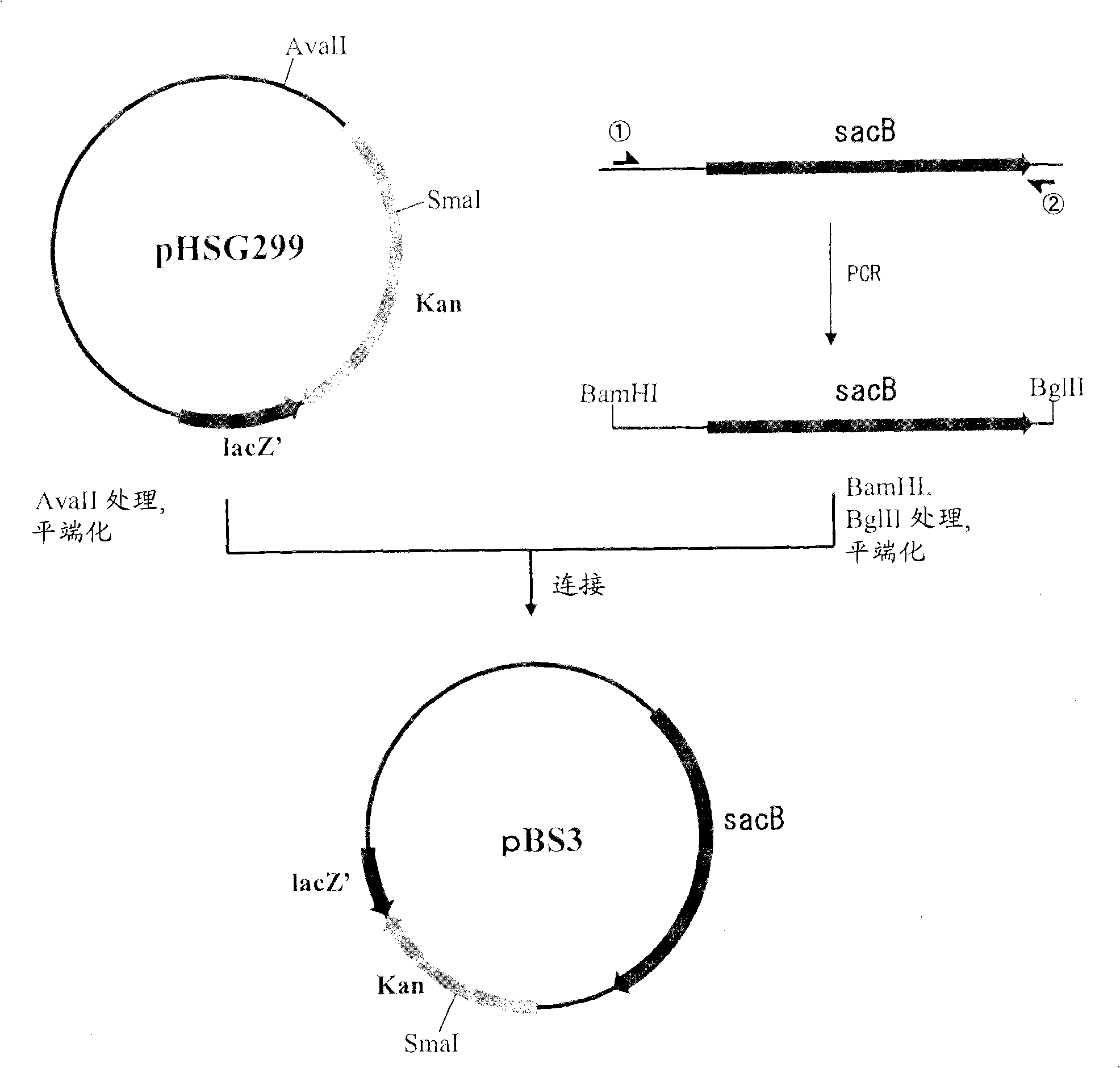 Process for production of succinic acid