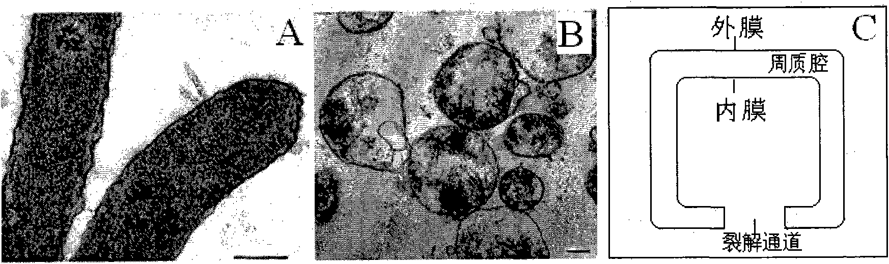 Double-target DNA vaccine and constructing method thereof