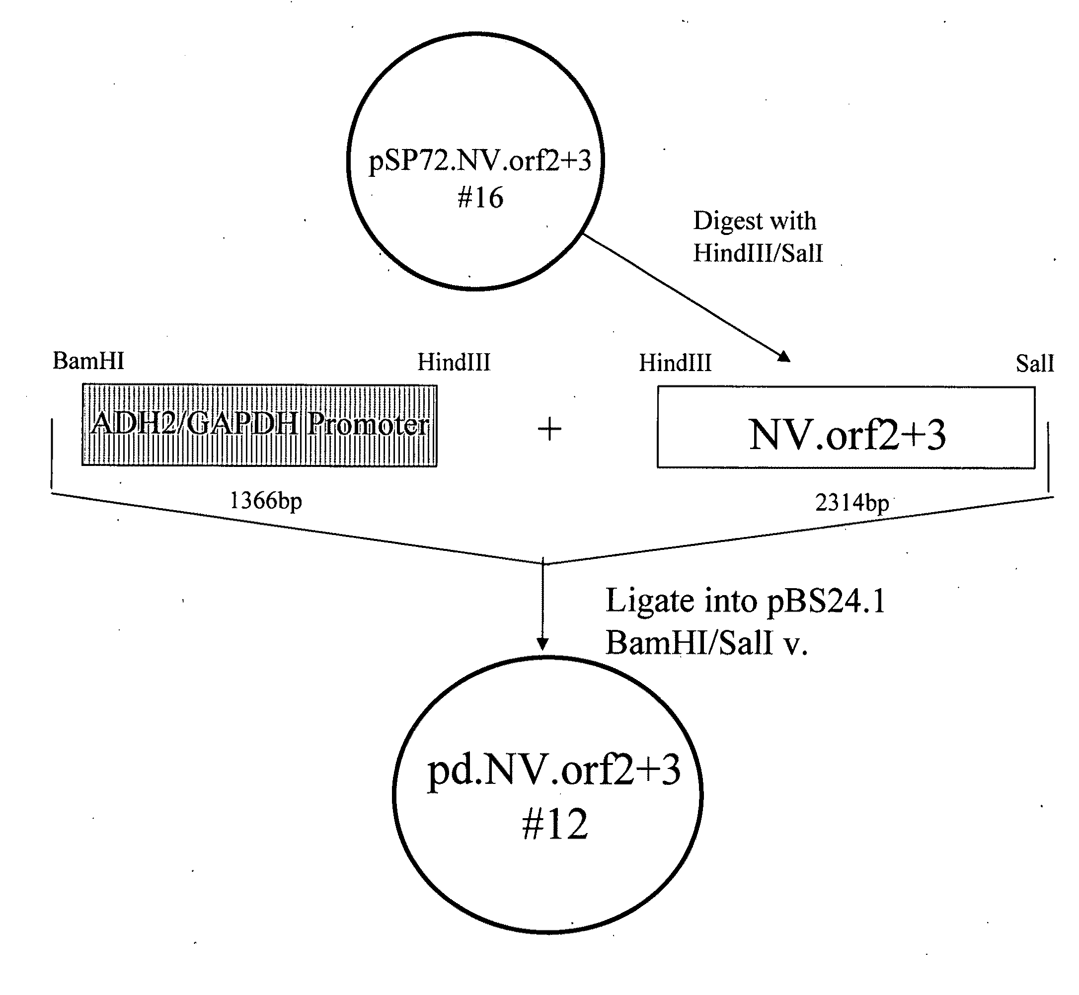 Norovirus and sapovirus antigens