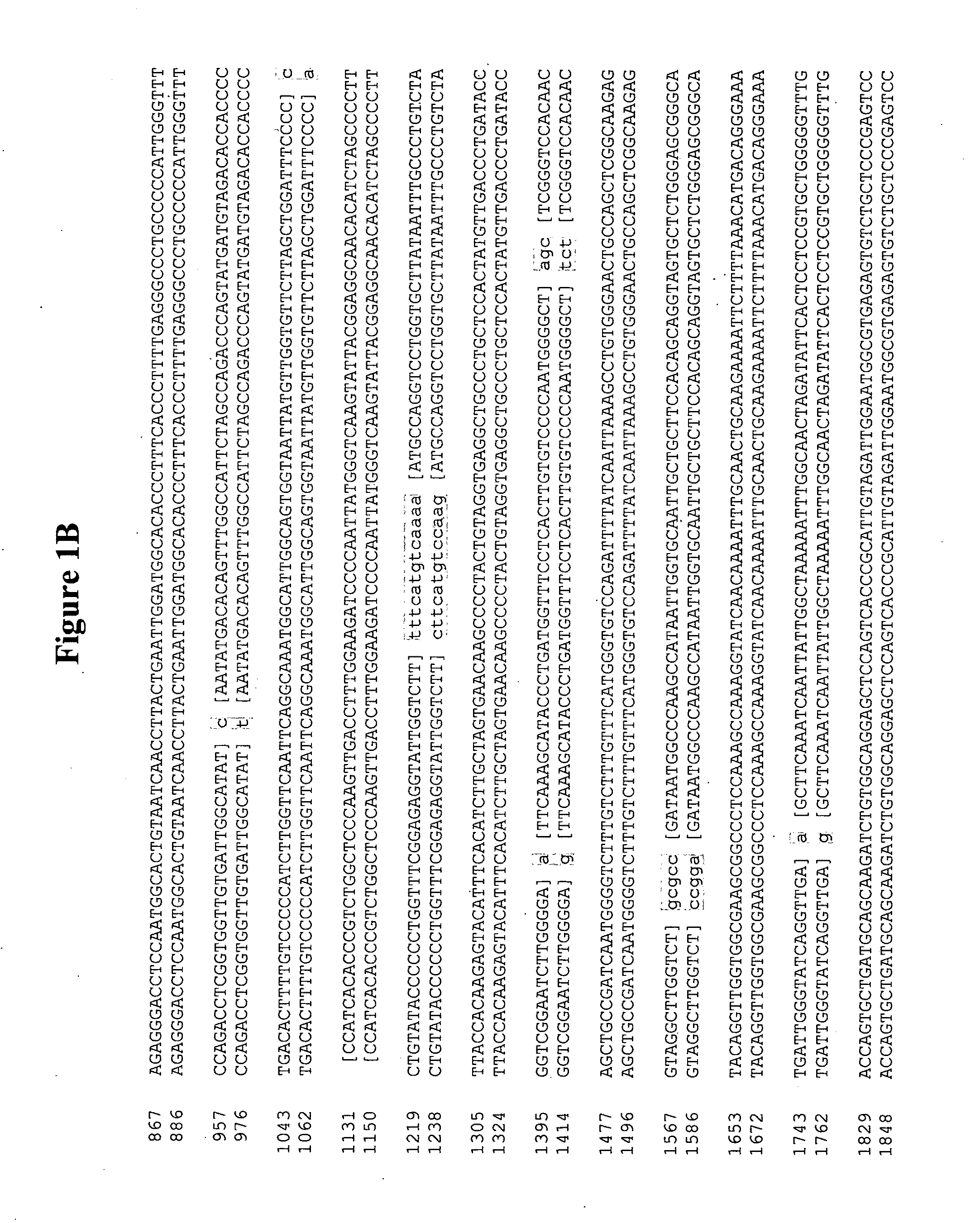 Norovirus and sapovirus antigens