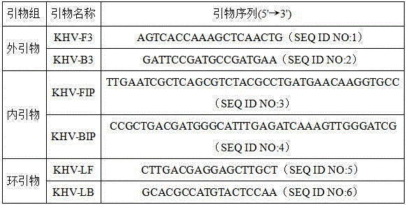 Koi herpesvirus RT-LAMP detection primer group, kit and detection method thereof