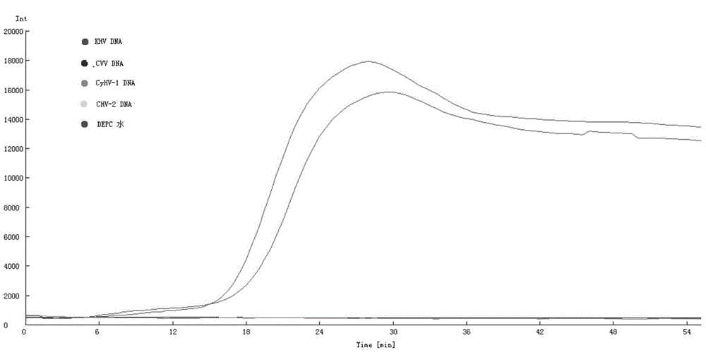 Koi herpesvirus RT-LAMP detection primer group, kit and detection method thereof