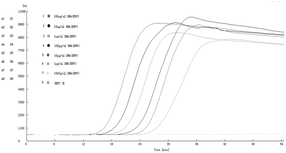 Koi herpesvirus RT-LAMP detection primer group, kit and detection method thereof