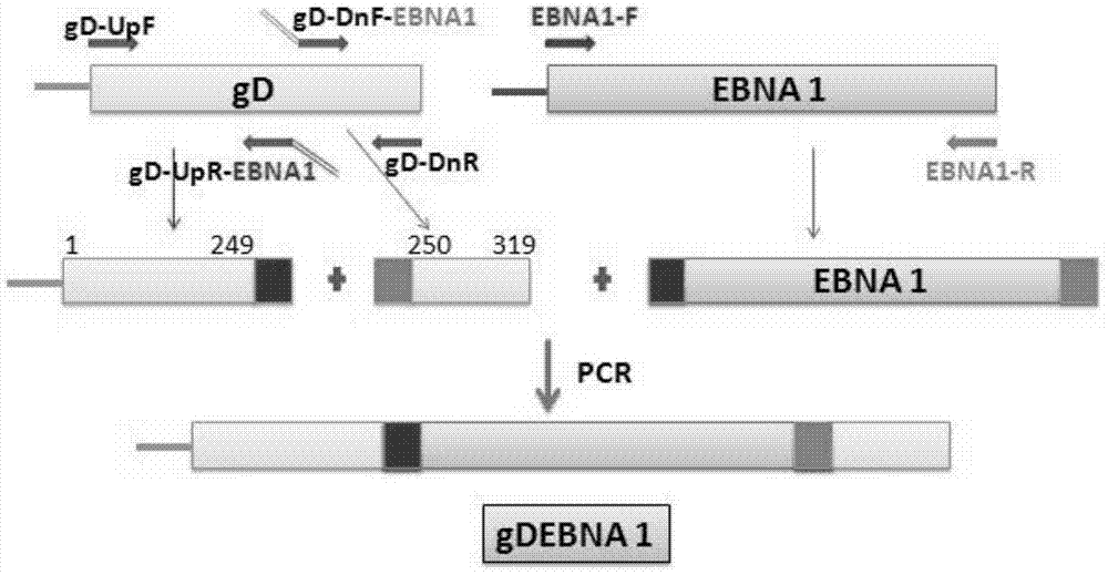 Recombinant protein vaccine, recombinant expression vector containing genes for coding recombinant protein vaccine and application of recombinant protein vaccine