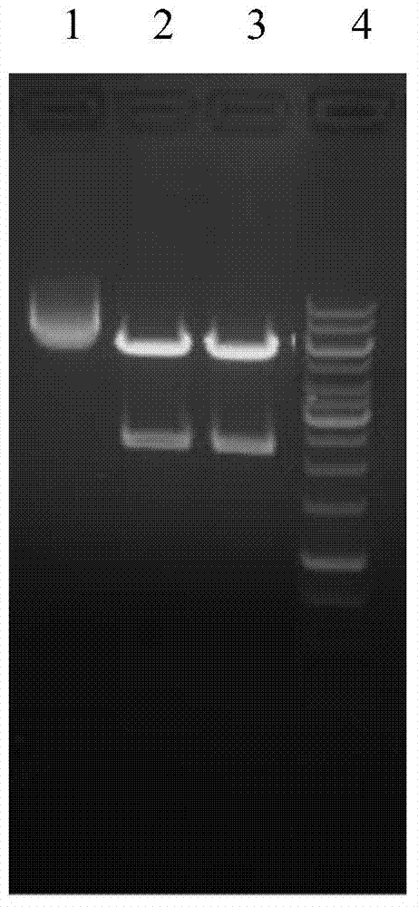 Recombinant protein vaccine, recombinant expression vector containing genes for coding recombinant protein vaccine and application of recombinant protein vaccine