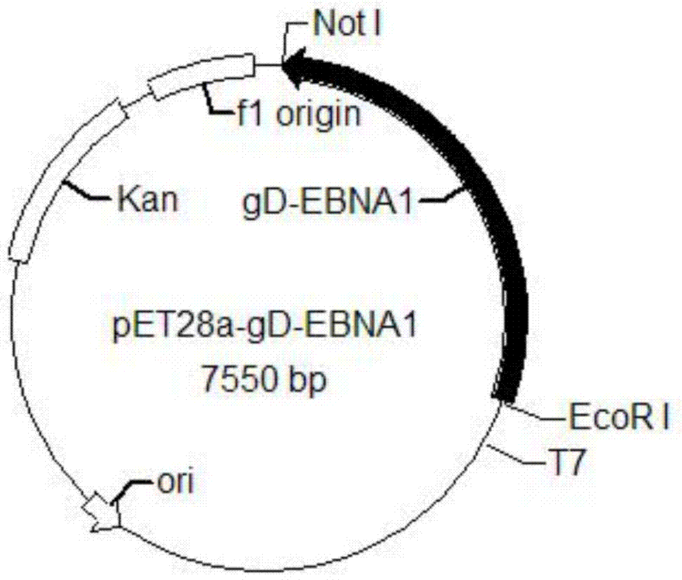 Recombinant protein vaccine, recombinant expression vector containing genes for coding recombinant protein vaccine and application of recombinant protein vaccine