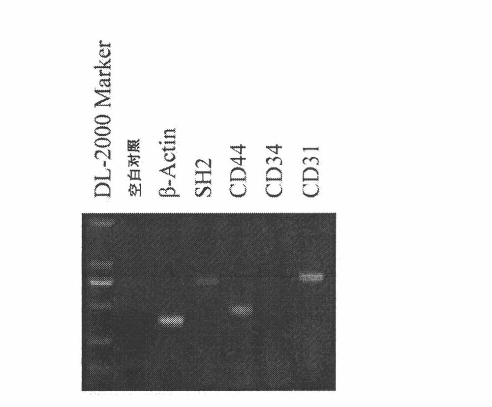 Kit and method for fast separating bone marrow mesenchymal stem cells