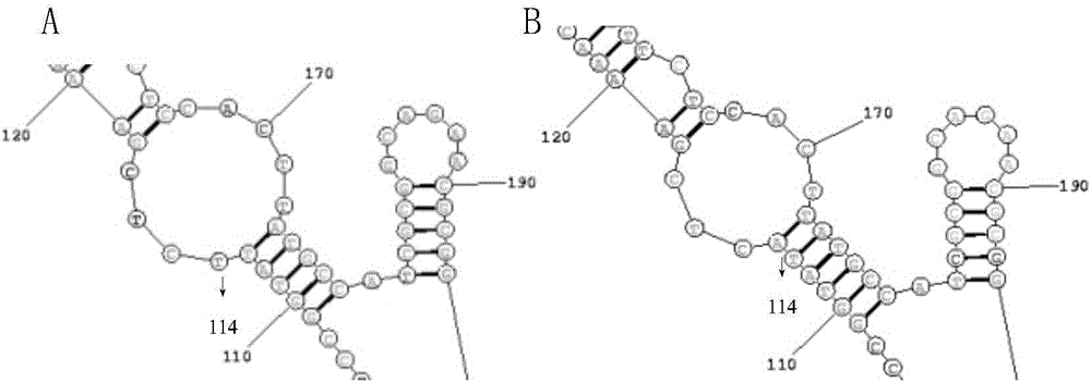 PanD mutant gene, encoded protein, vector, engineering bacterium and application of encoded protein