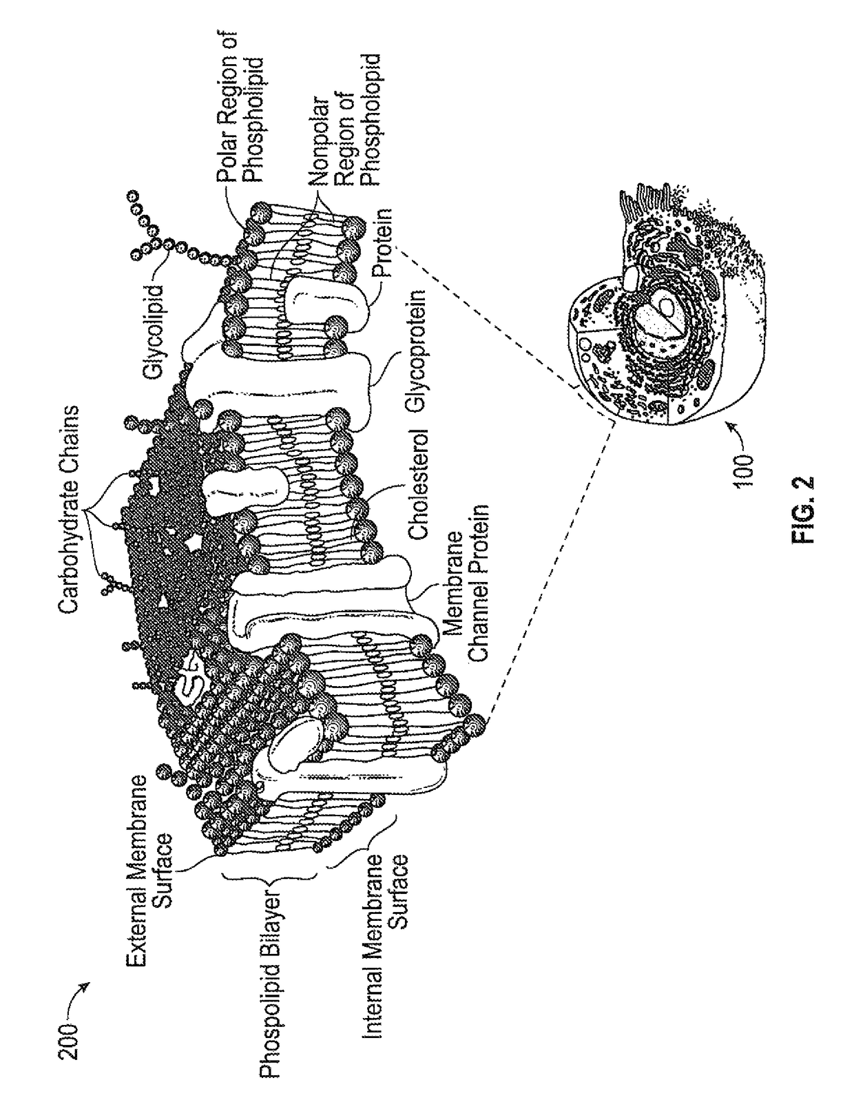 Rapid destruction of malignant tumors by excitotoxicity and osmotic-shock medical tactics