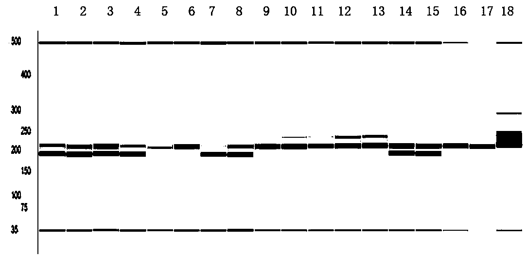 Breeding method of a semi-vine type high-yielding peanut variety