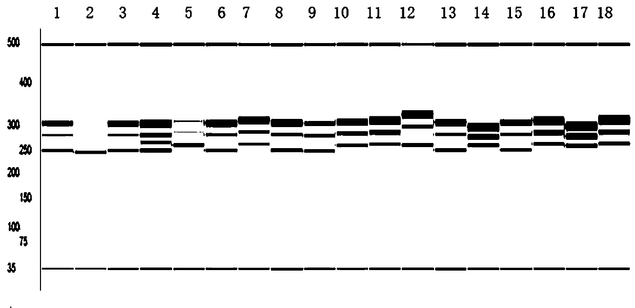 Breeding method of a semi-vine type high-yielding peanut variety