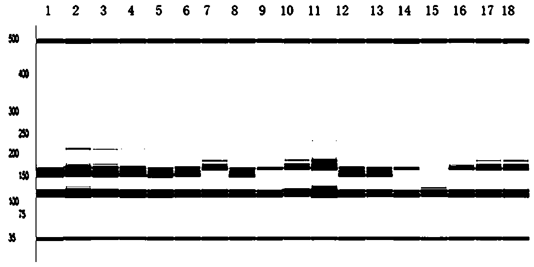 Breeding method of a semi-vine type high-yielding peanut variety