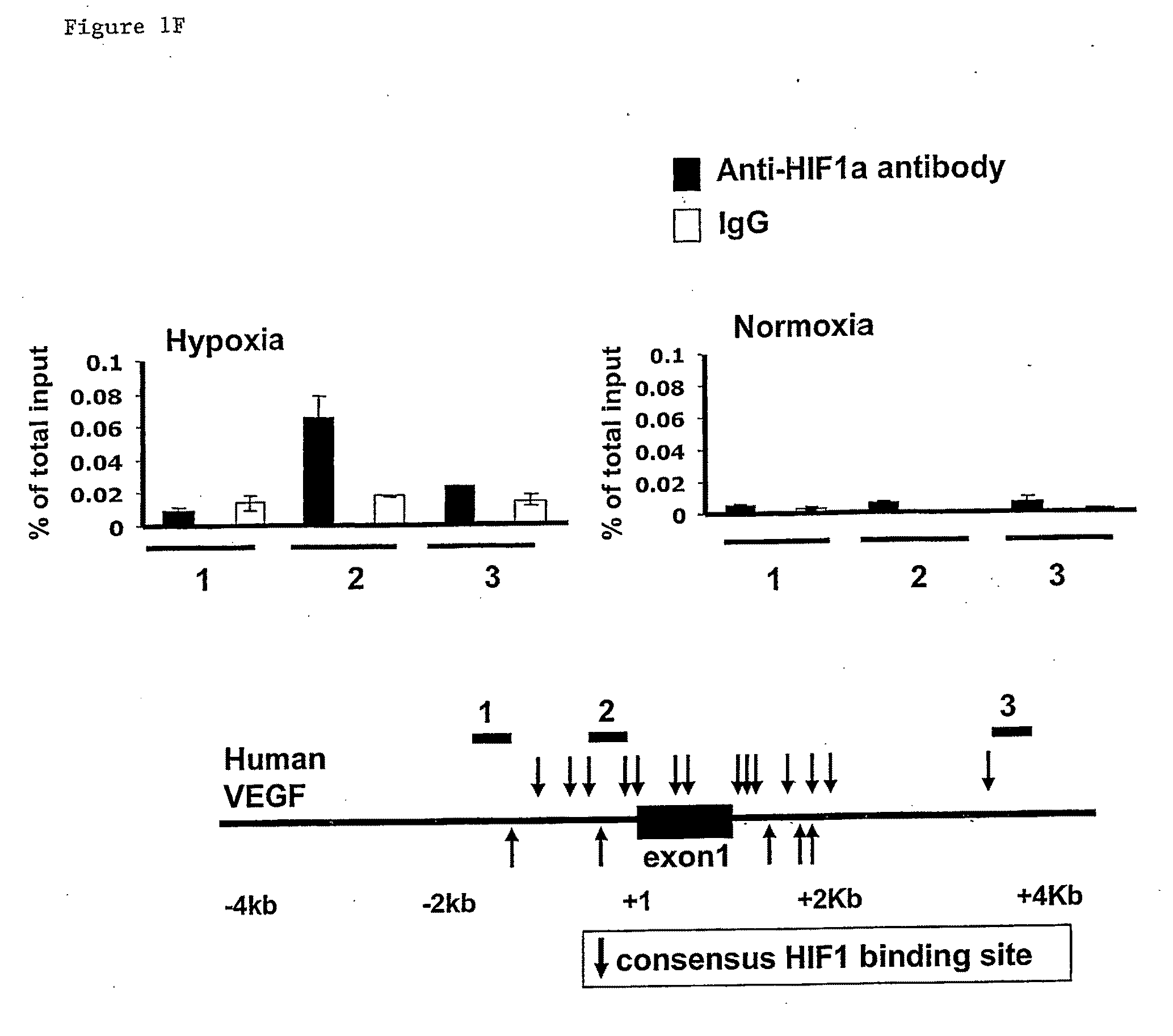 Pyruvate dehydrogenase kinases as therapeutic targets for cancer and ischemic diseases