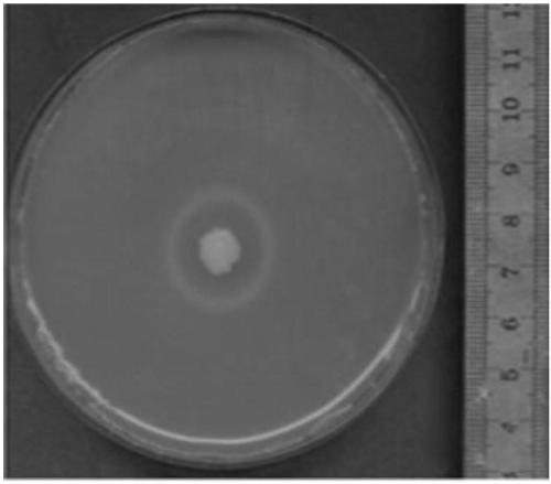 Bacillus thuringiensis DavIV and application thereof