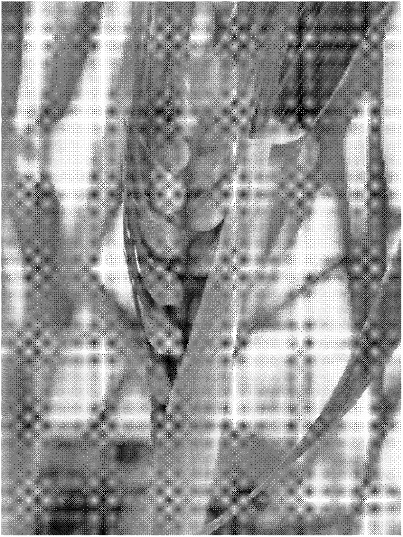 Method for obtaining transgenic wheat by impregnating young ears through agrobacterium tumefaciens