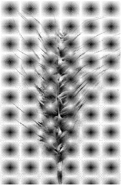 Method for obtaining transgenic wheat by impregnating young ears through agrobacterium tumefaciens