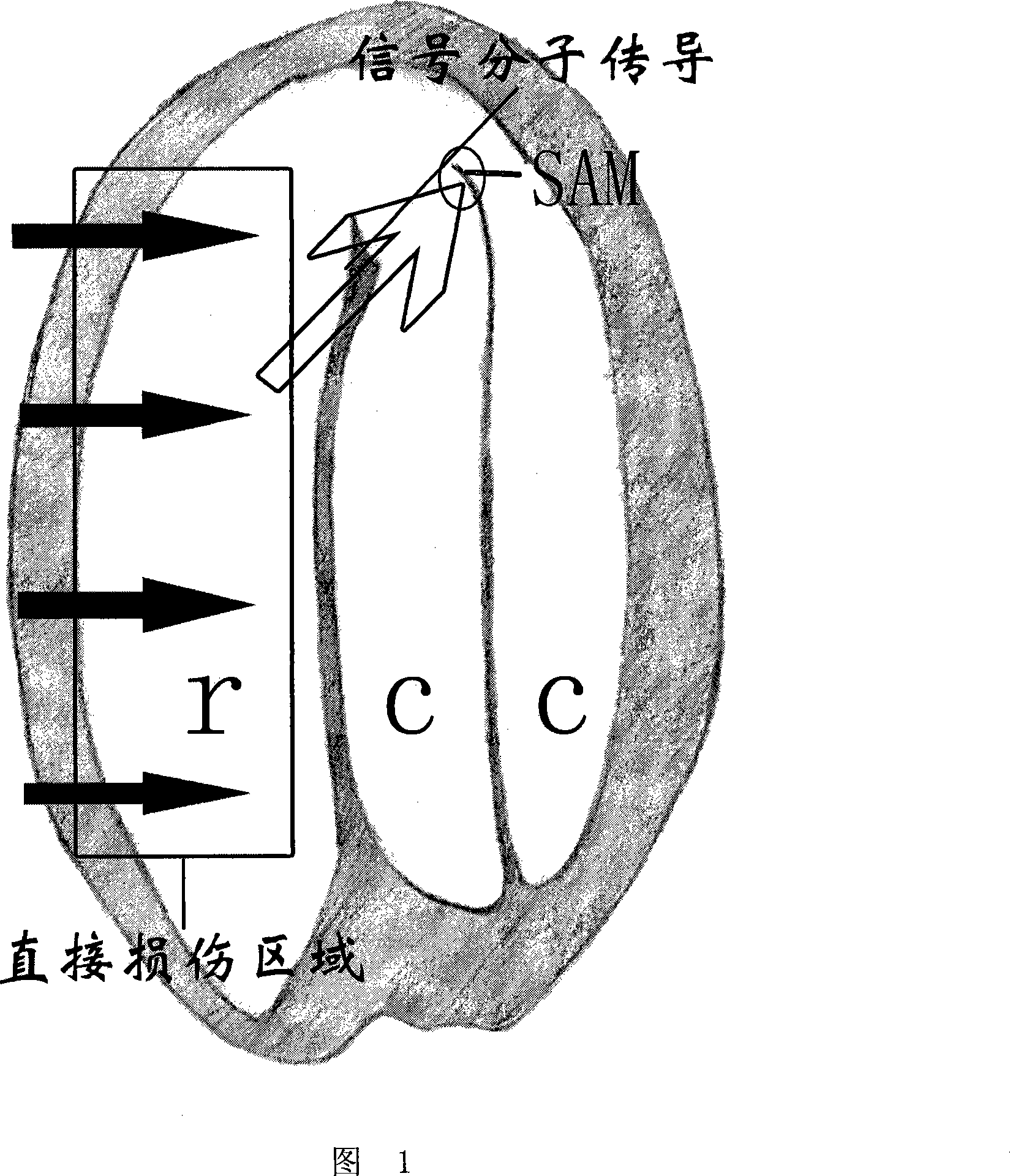 Method for plants radioinduction