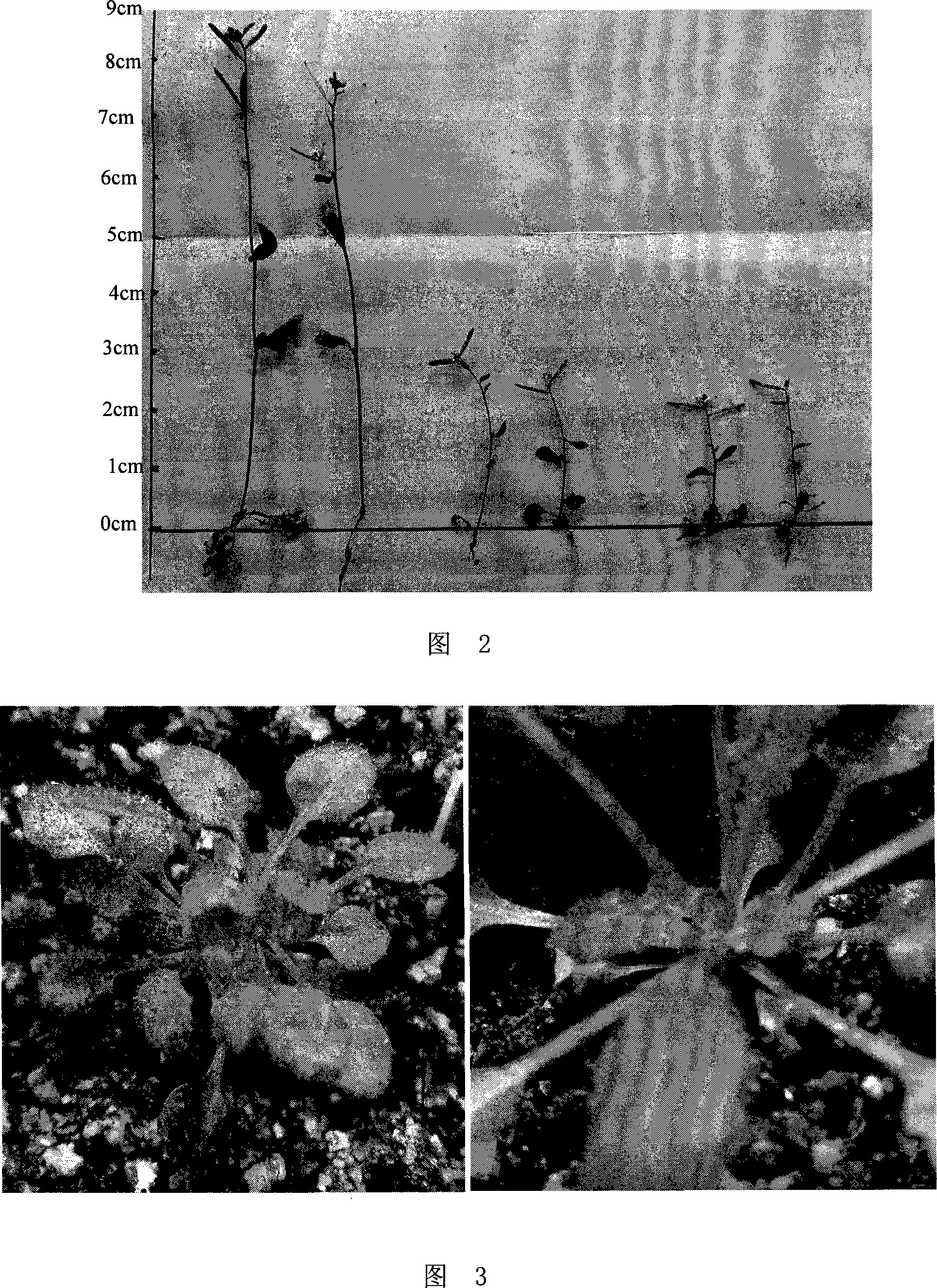 Method for plants radioinduction