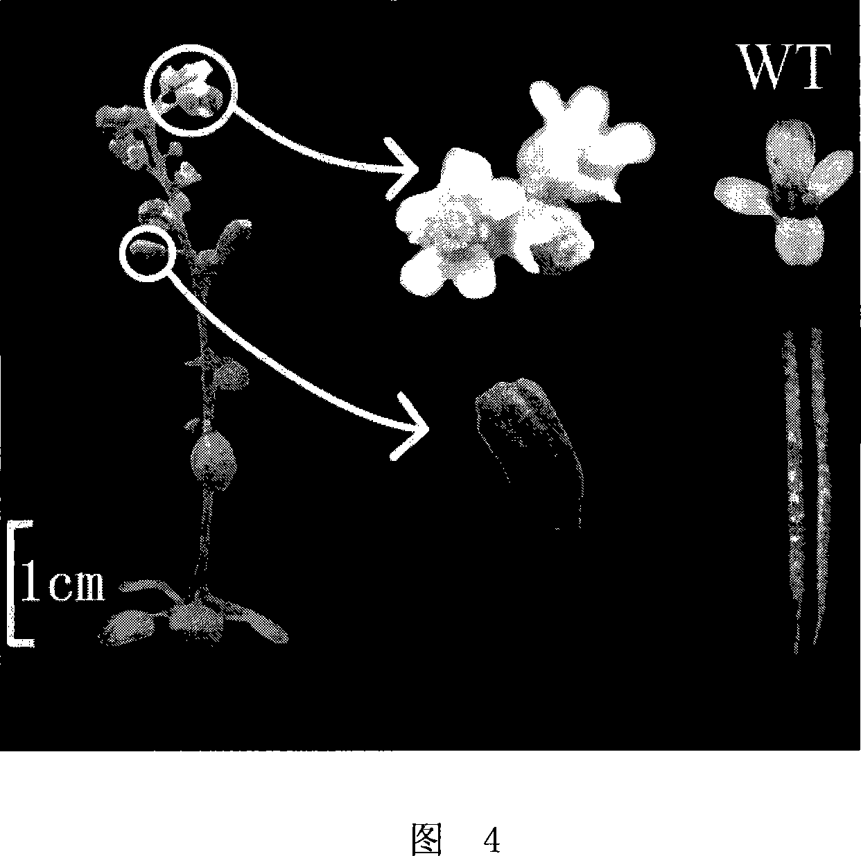 Method for plants radioinduction