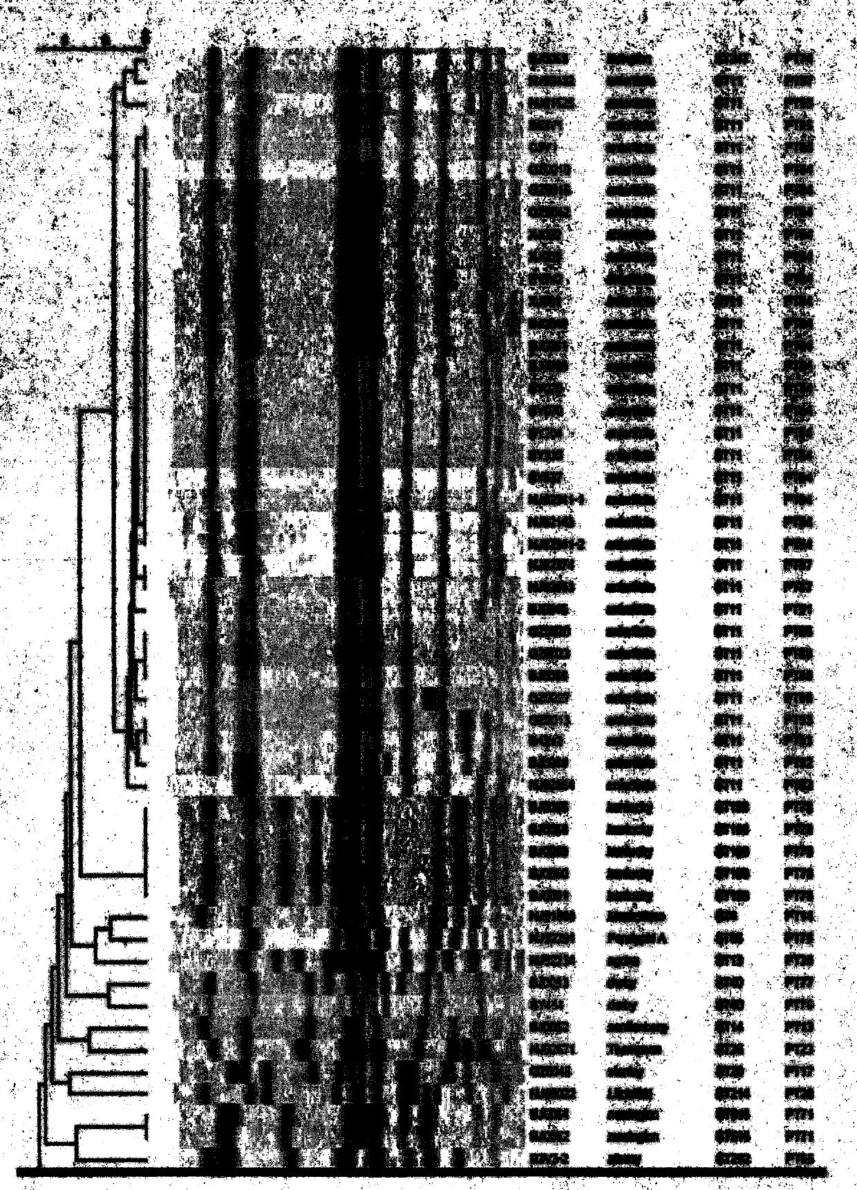 Salmonella CRISPR (clustered regularlay interspaced short palindromic repeats) sequencing typing method