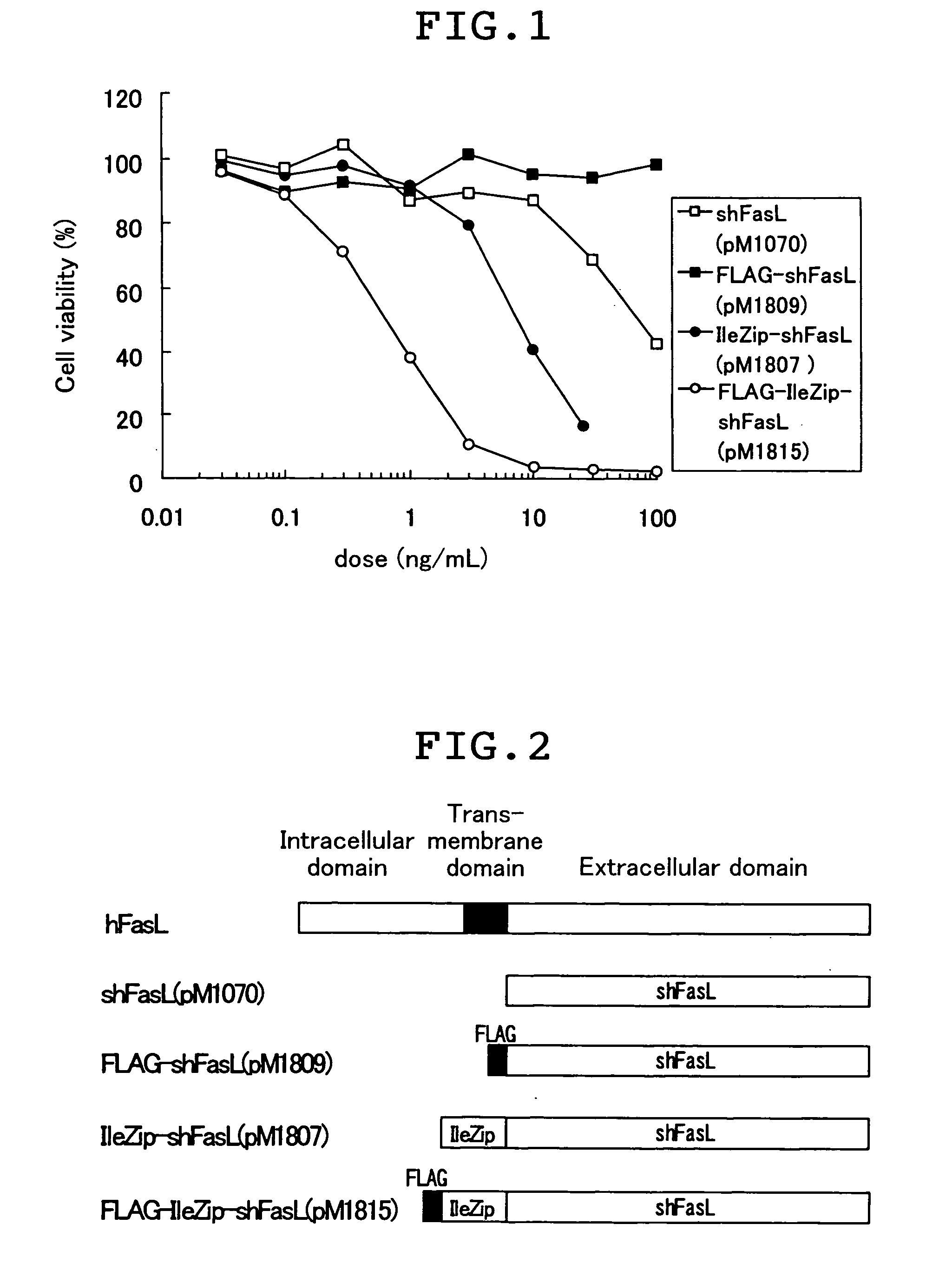 Fas ligand-fused proteins