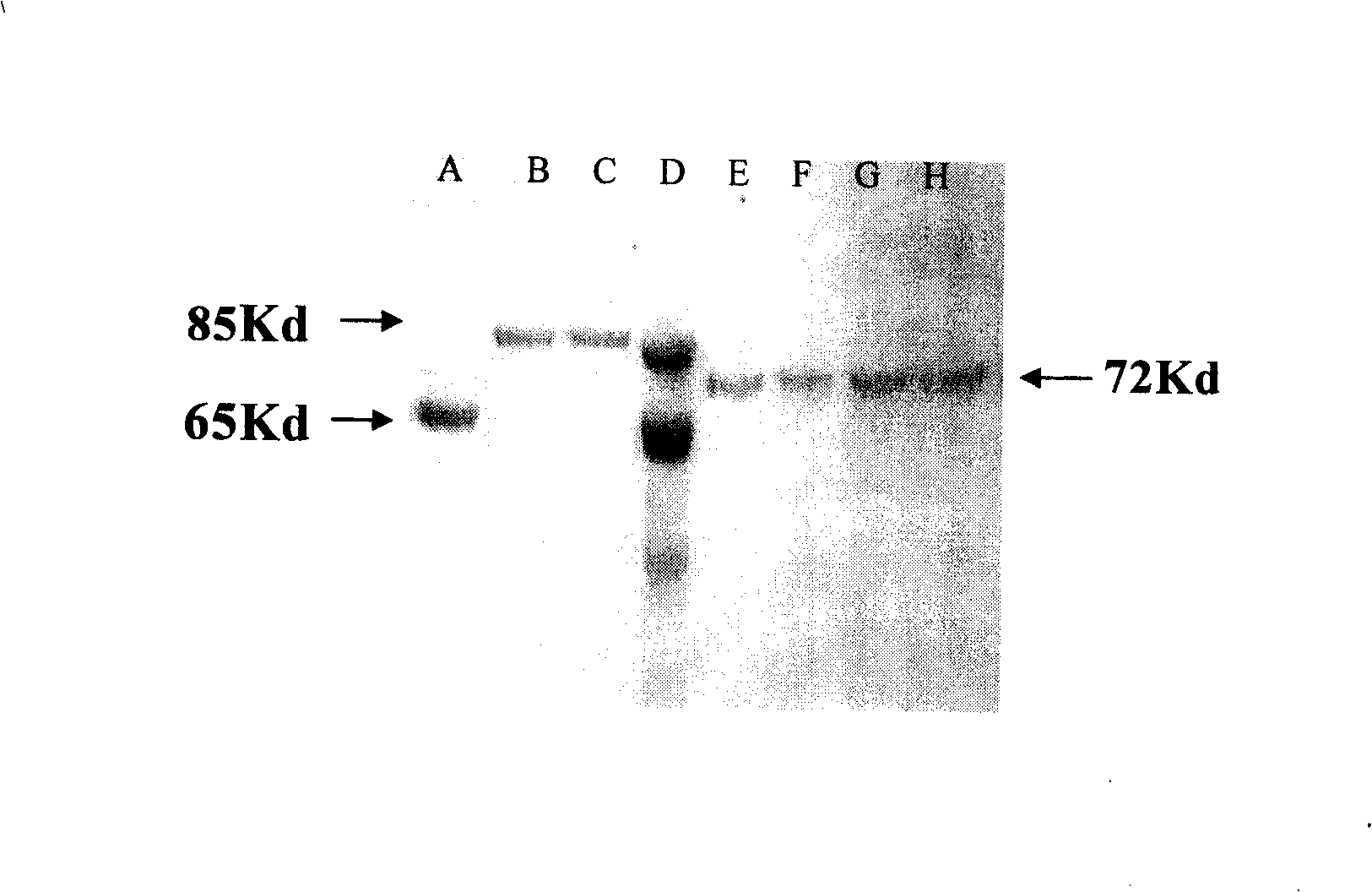 Technique for preparing amalgamation protein skin-protection product containing albuminar and skin cell growth factor, and uses of the same