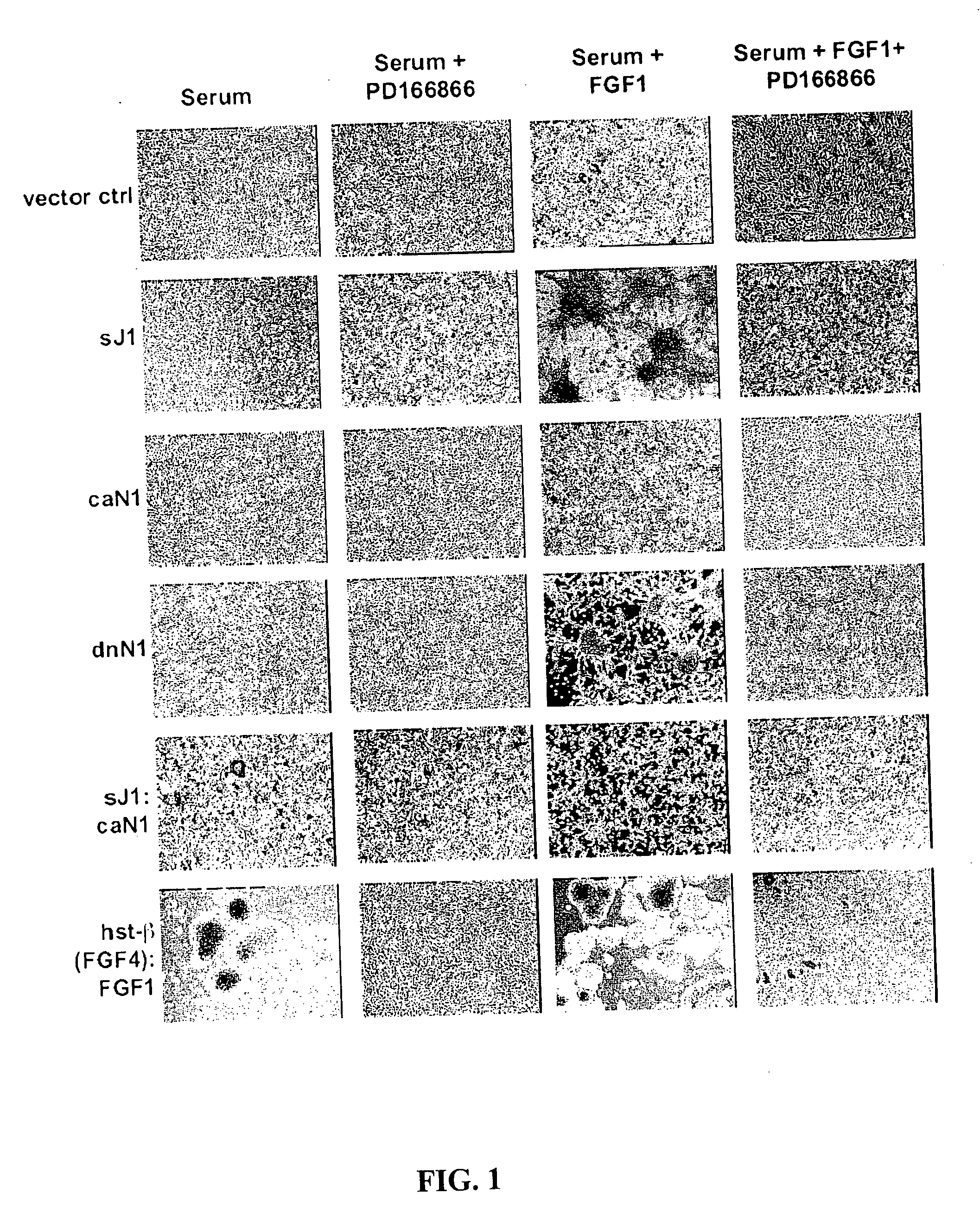 Compositions, methods and kits relating to thrombin, Notch signaling and stamatogenesis and growth of stem cells