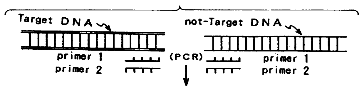 Method for measuring the concentration of polynucleotides