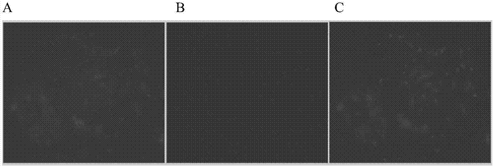 Isolated culture method of alveolar type II epithelial cells of naked mole rats