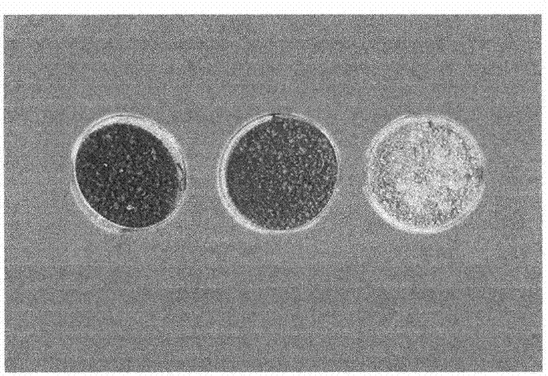 Emulsion antioxygen and preparation method thereof