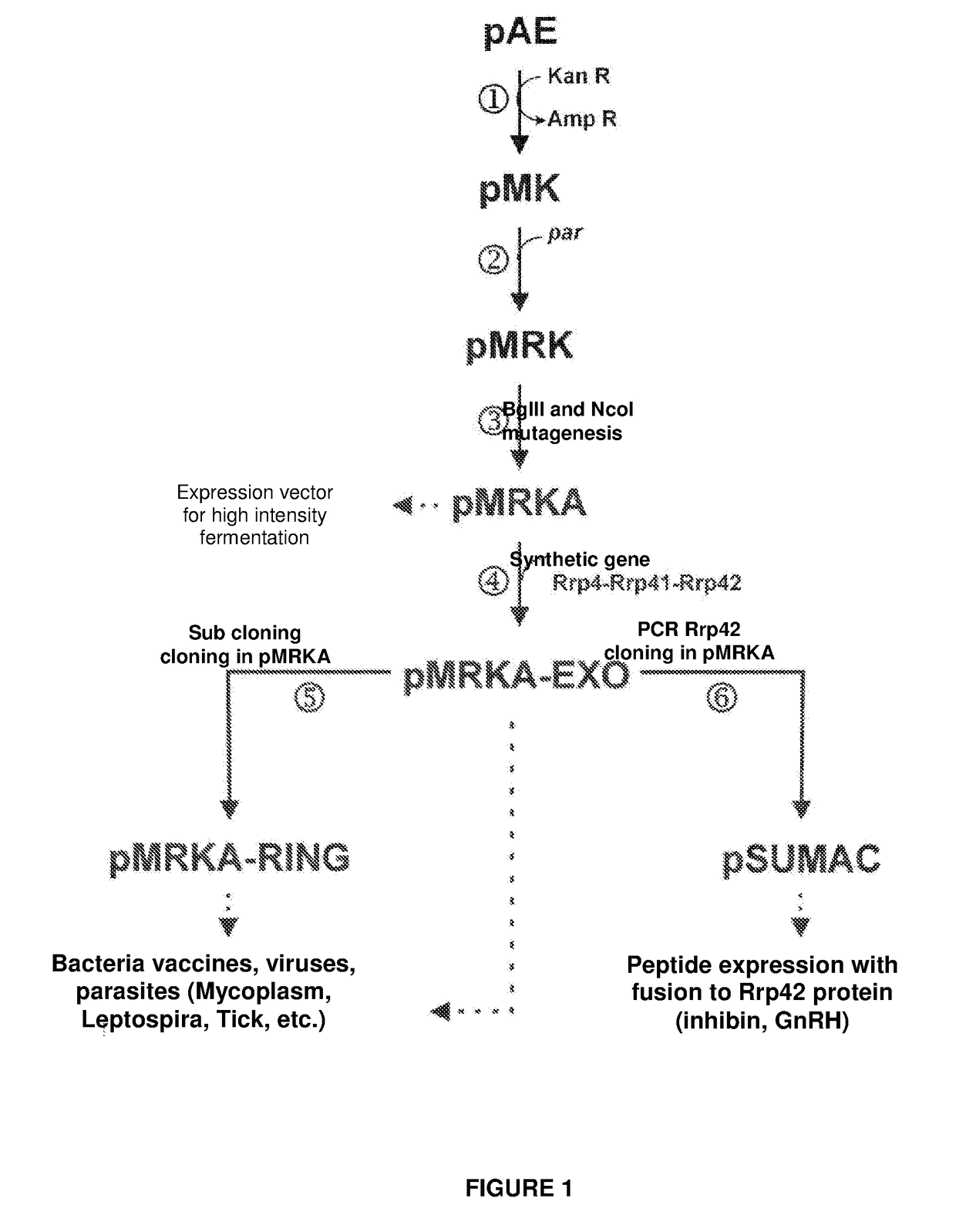 Escherichia coli t7 expression vector, vectors for the co-expression and co-purification of recombinant peptides in/with carrier proteins, use of expression vectors for obtaining complexes with multiple antigens and immonomodulators