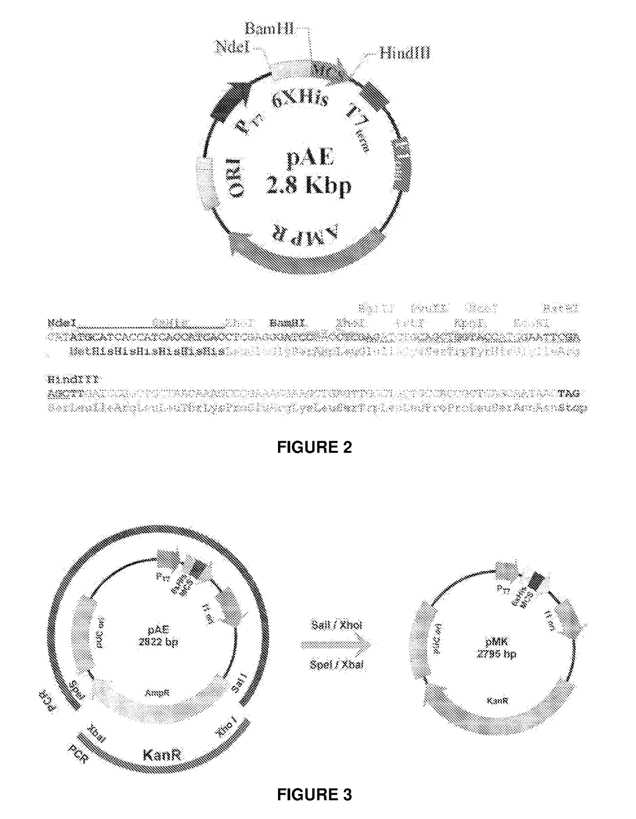 Escherichia coli t7 expression vector, vectors for the co-expression and co-purification of recombinant peptides in/with carrier proteins, use of expression vectors for obtaining complexes with multiple antigens and immonomodulators