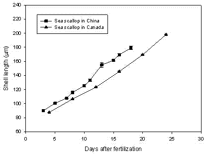 Breeding and propagation method for Atlantic deep sea scallops